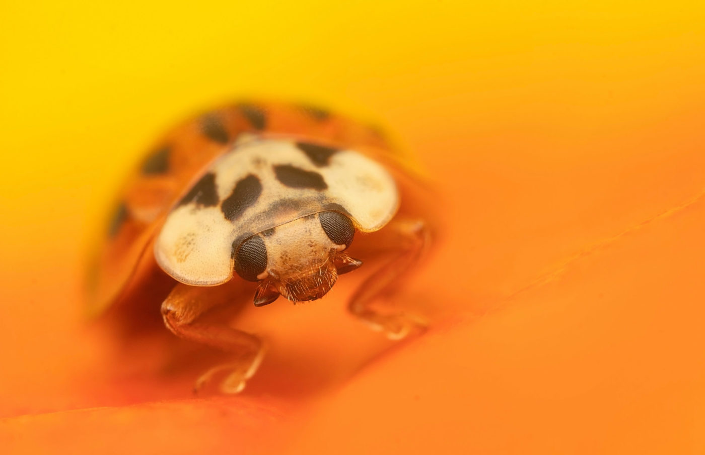 Harlequin ladybird, Harmonia axyridis